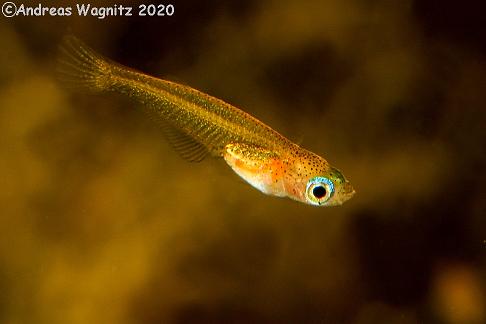 Fischhobby.de Oryzias marmoratus